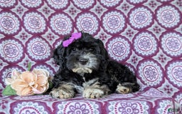 Cockapoo dogs for sale: Charlena - Image 9