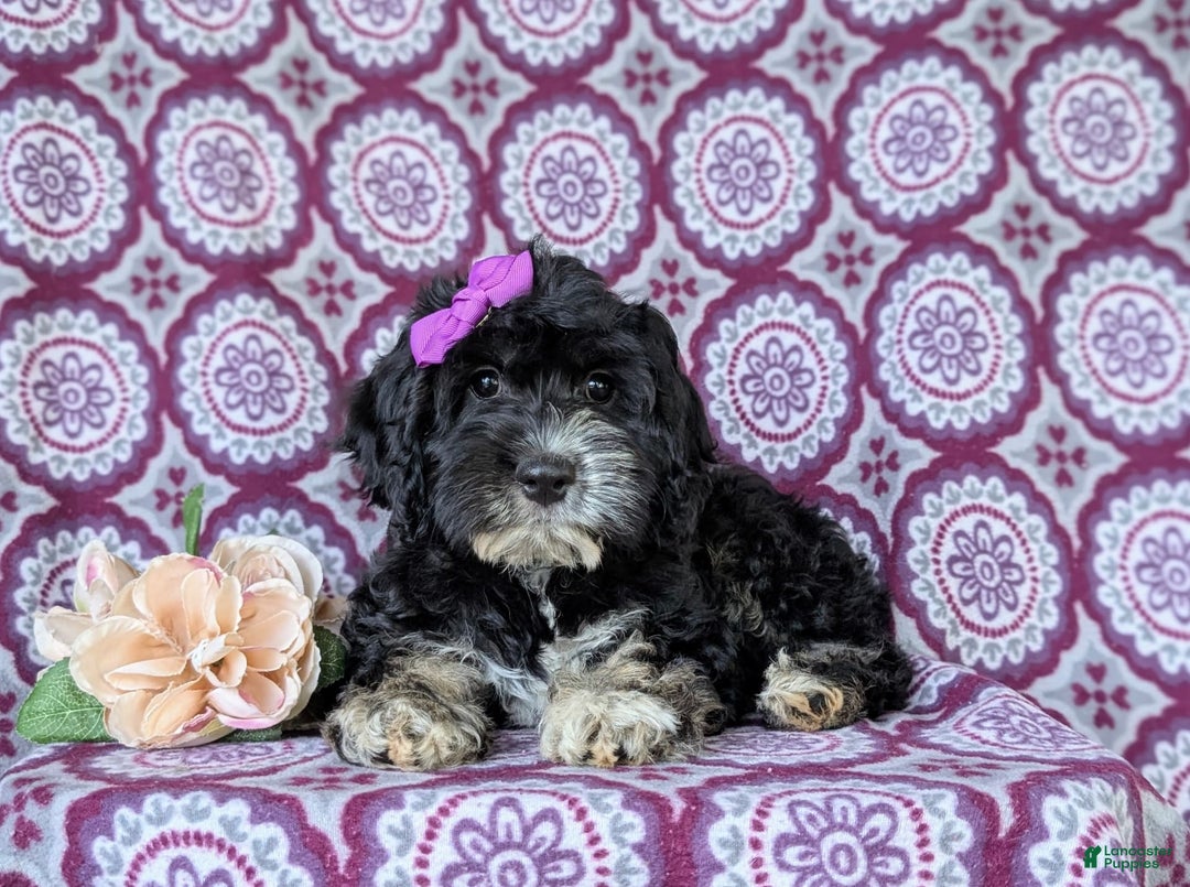 Cockapoo dogs for sale: Charlena - Image 9