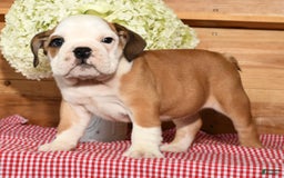 Beabull dogs for sale: Cody - Image 7