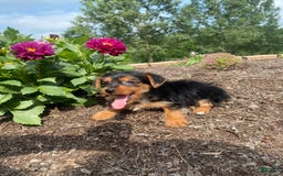 Yorkshire Terrier dogs for sale: Jag - Image 3