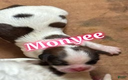 Teddy Bear dogs for sale: Monyee - Image 1