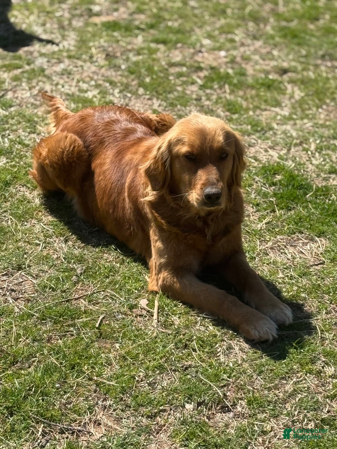 Golden Retriever dogs for sale: Ladies babies - Image 5