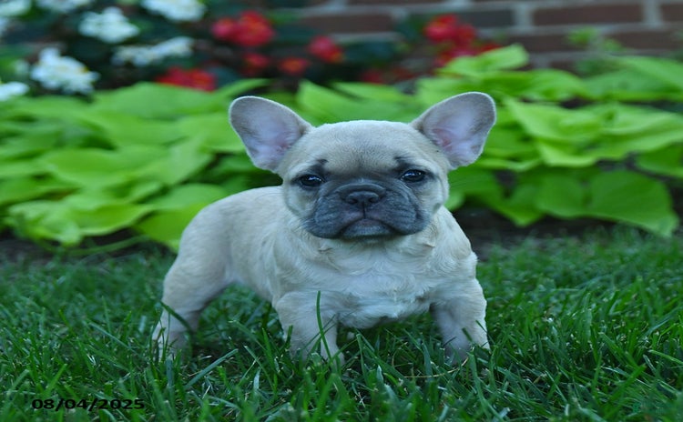 French Bulldog dogs for sale - Ad 2