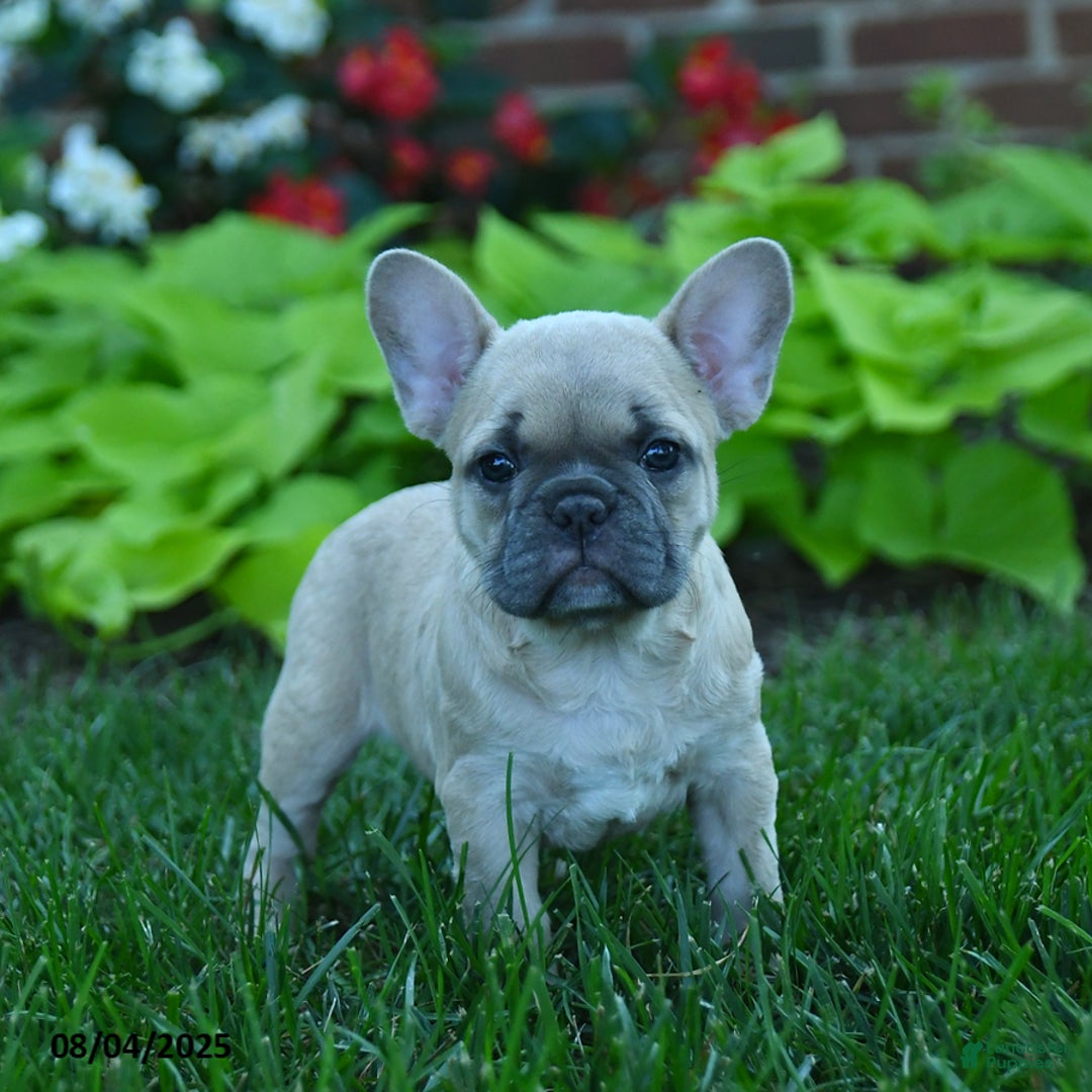 French Bulldog dogs for sale: Fanny - Image 1