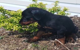 Doberman Pinscher dogs for sale: Benny - Image 1