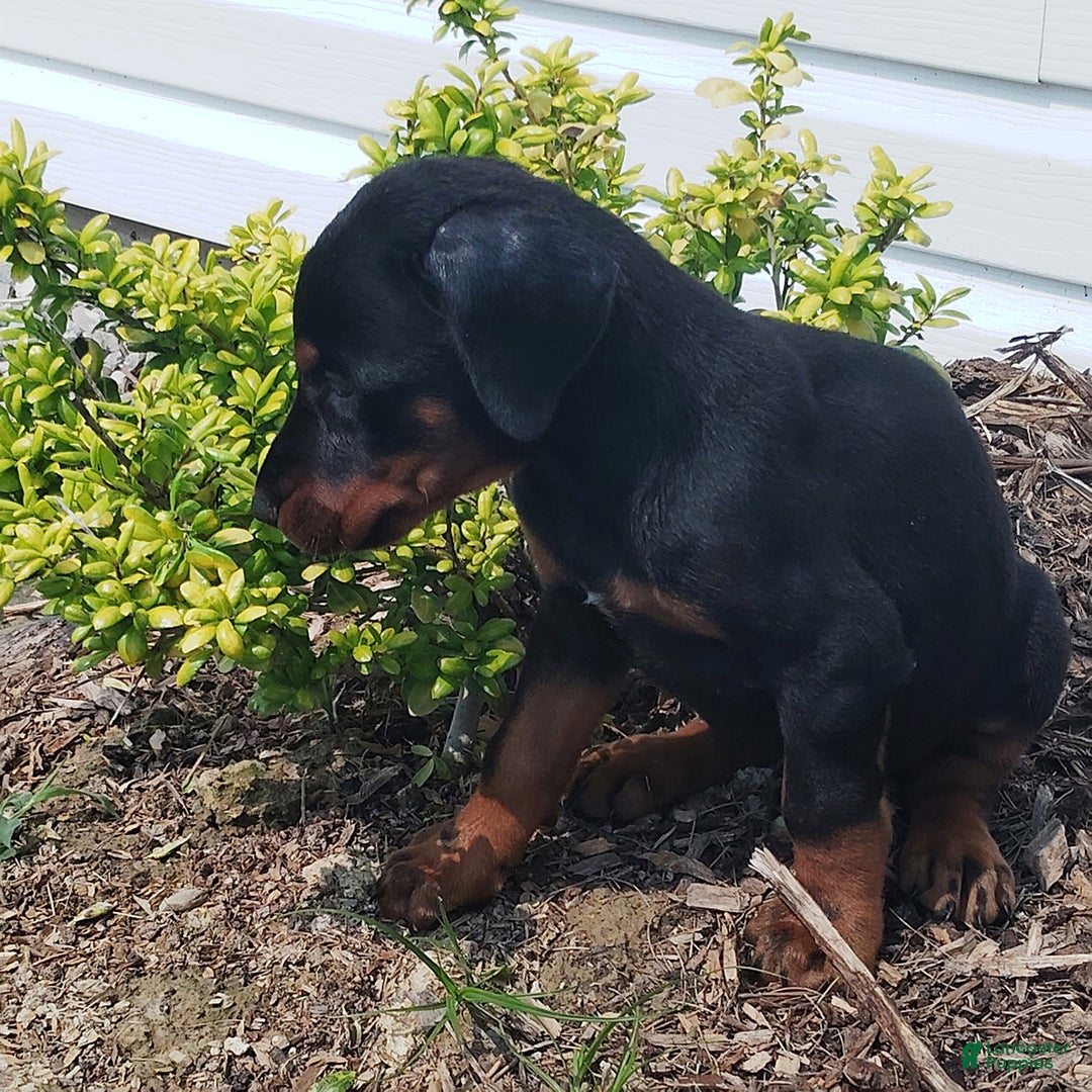 Doberman Pinscher dogs for sale: Benny - Image 1