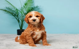Mini Goldendoodle dogs for sale: Charlie - Image 4