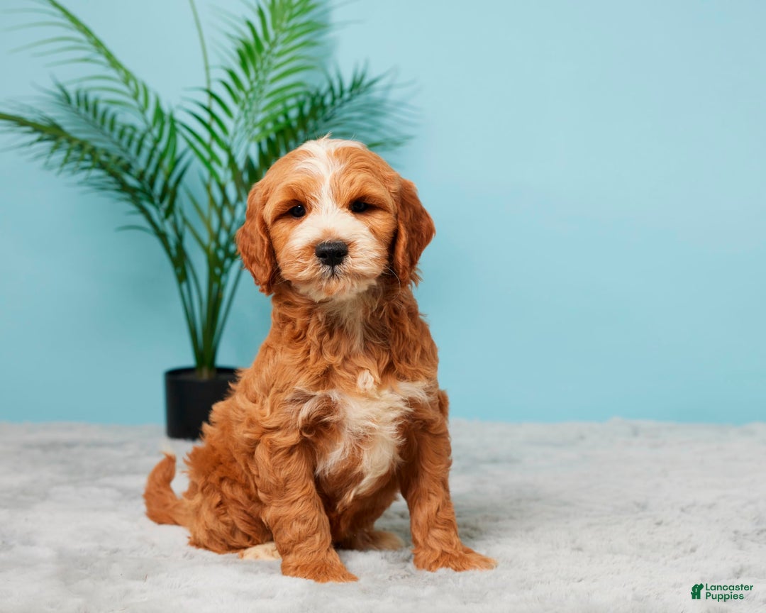 Mini Goldendoodle dogs for sale: Charlie - Image 4
