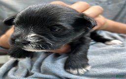 Miniature Schnauzer dogs for sale: Ellie - Image 4