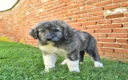 Anatolian Shepherd dogs for sale: Trinity - Image 2