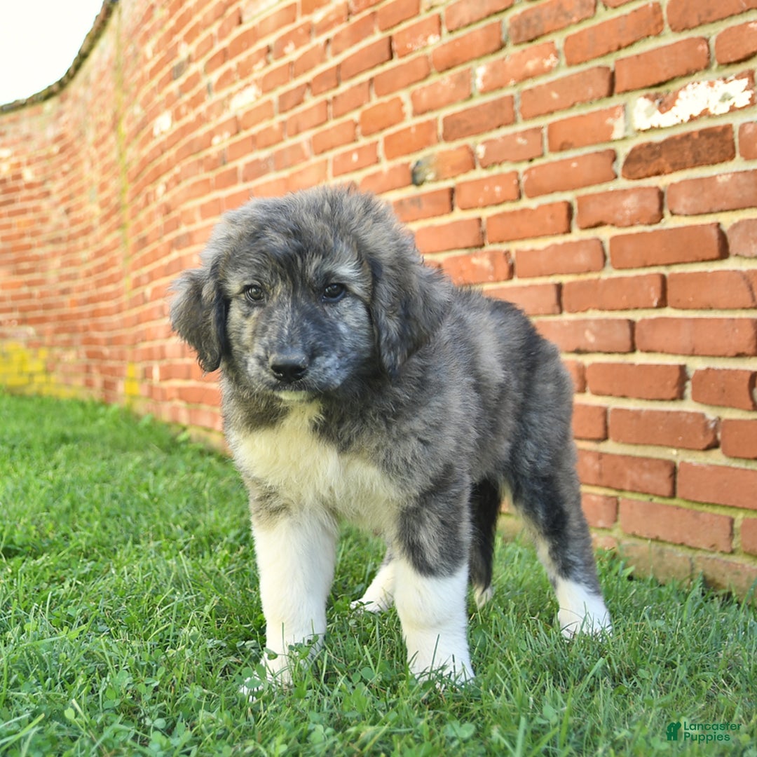 Anatolian Shepherd dogs for sale: Trinity - Image 2