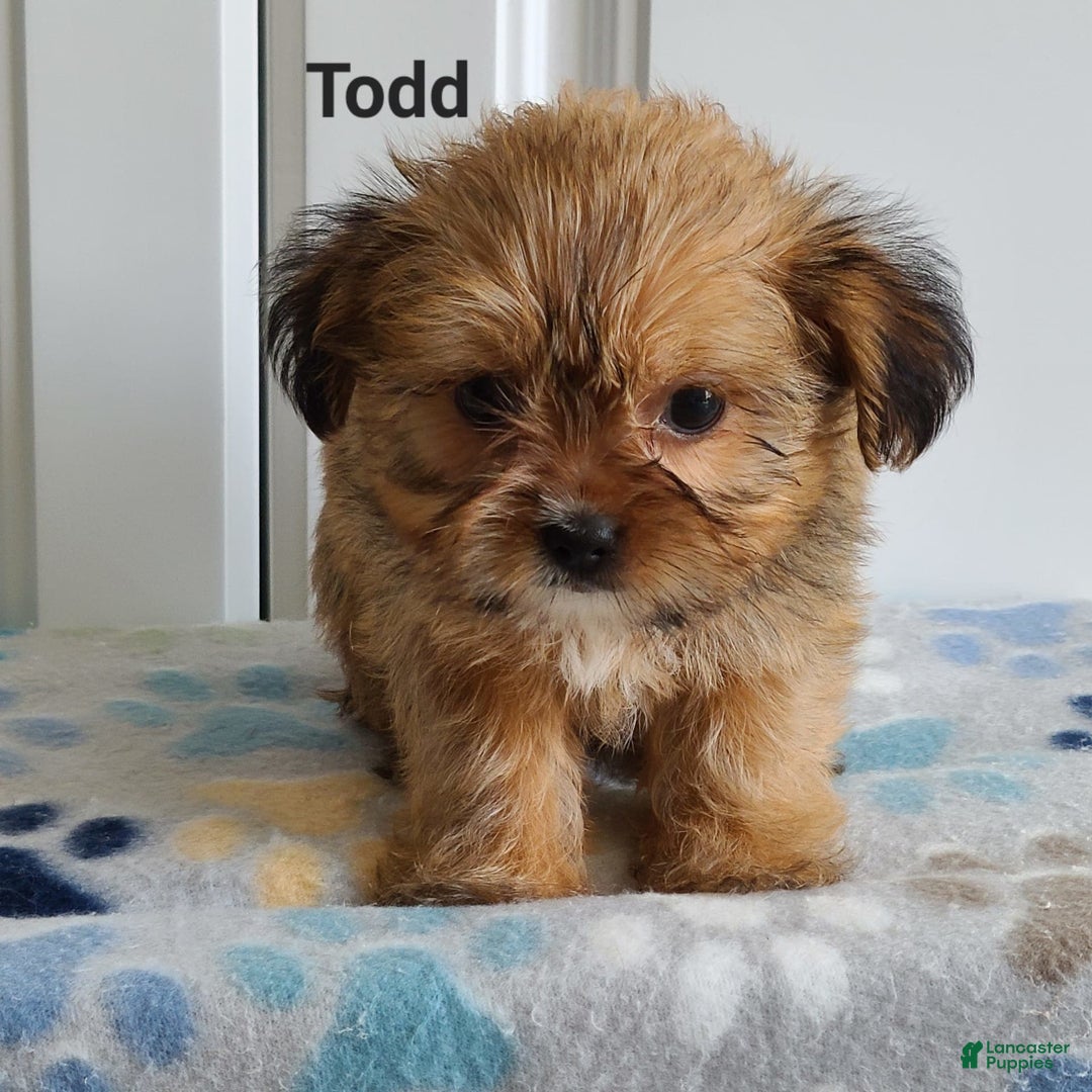 Shorkie dogs for sale: Todd - Image 3