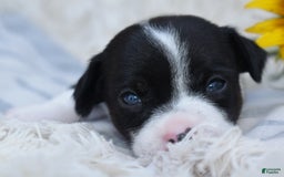 Chihuahua dogs for sale: Nord - Image 12