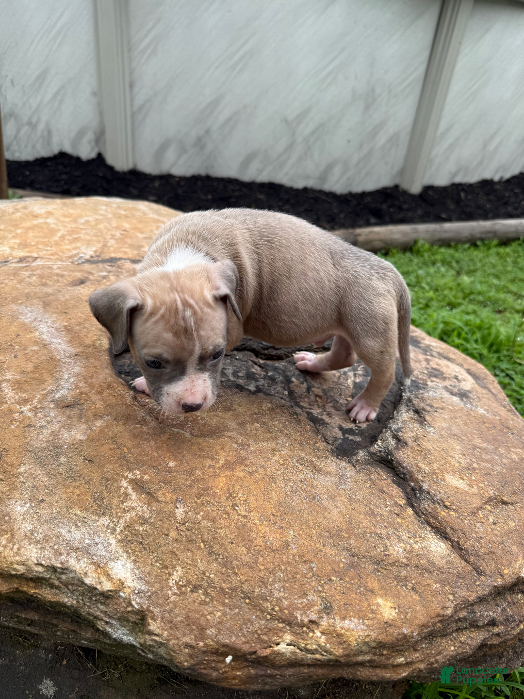 American Pit Bull Terrier dogs for sale: Peanut - Image 18