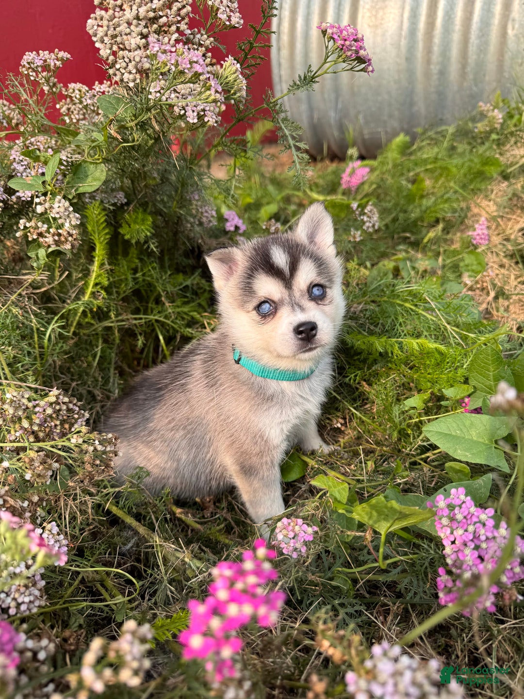 Alaskan Klee Kai dogs for sale: Addie Blue - Image 1