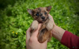 Morkie dogs for sale: Rare Gold Merle Beetle - Image 21
