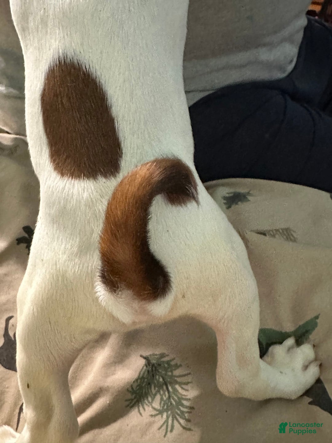 Miniature Dachshund dogs for sale: Miss Piggy - Image 2