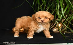 Teddy Bear dogs for sale: Reggie - Image 1