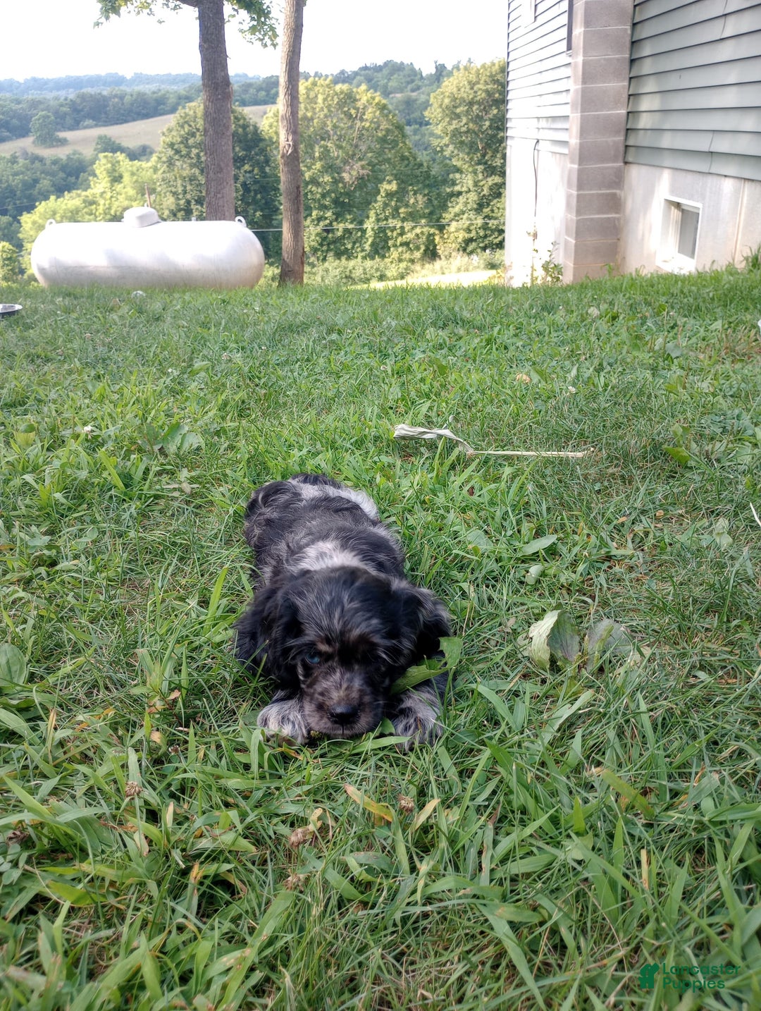 Cocker Spaniel dogs for sale: Oceon - Image 2
