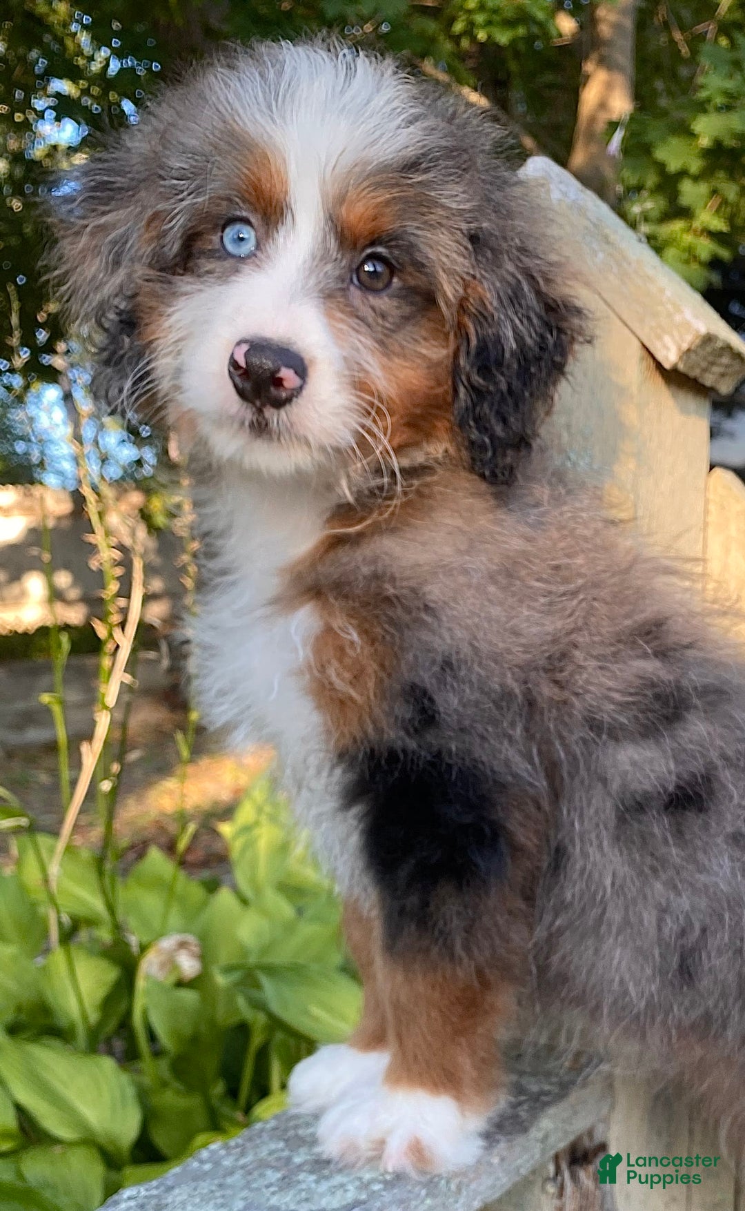Mini Bernedoodle dogs for sale: 💛 In Boston Massachusetts 💛 One Blue Eye 💛 Mini Bernedoodle 💛 - Image 2