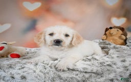 Goldendoodle dogs for sale: Roxie - Image 6