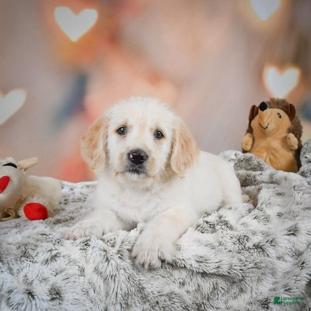 Goldendoodle dogs for sale: Roxie - Image 6