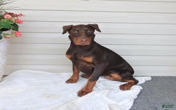 Doberman Pinscher dogs for sale: Zoe - Image 1