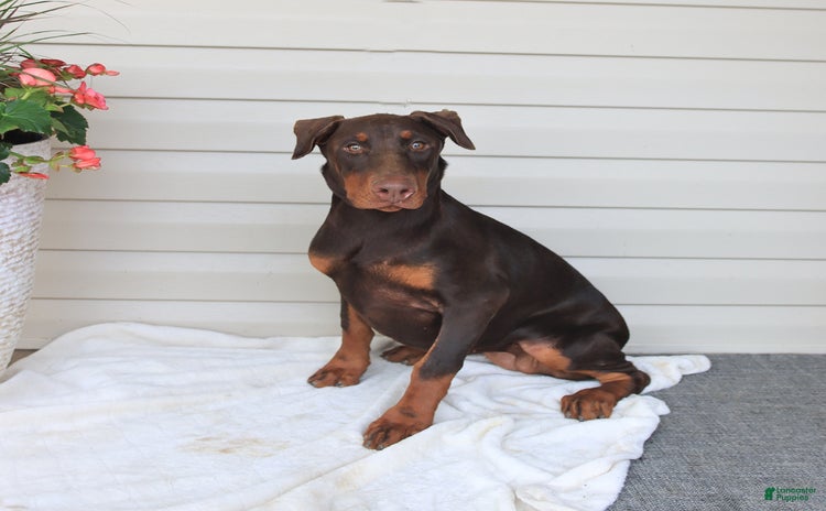 Doberman Pinscher dogs for sale - Ad 3