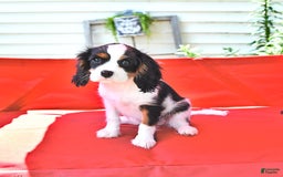 Cavalier King Charles Spaniel dogs for sale: Lola - Image 3