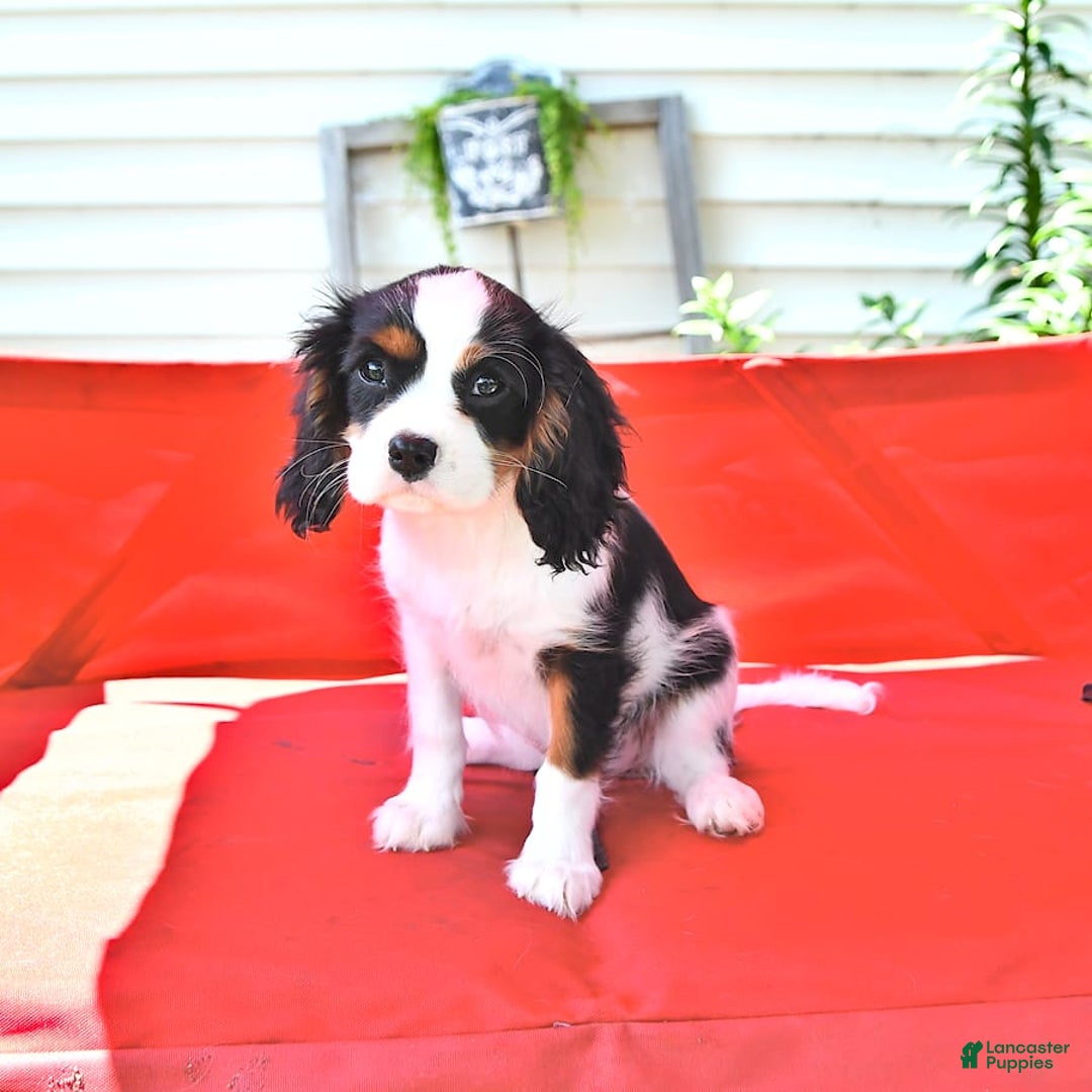 Cavalier King Charles Spaniel dogs for sale: Lola - Image 3