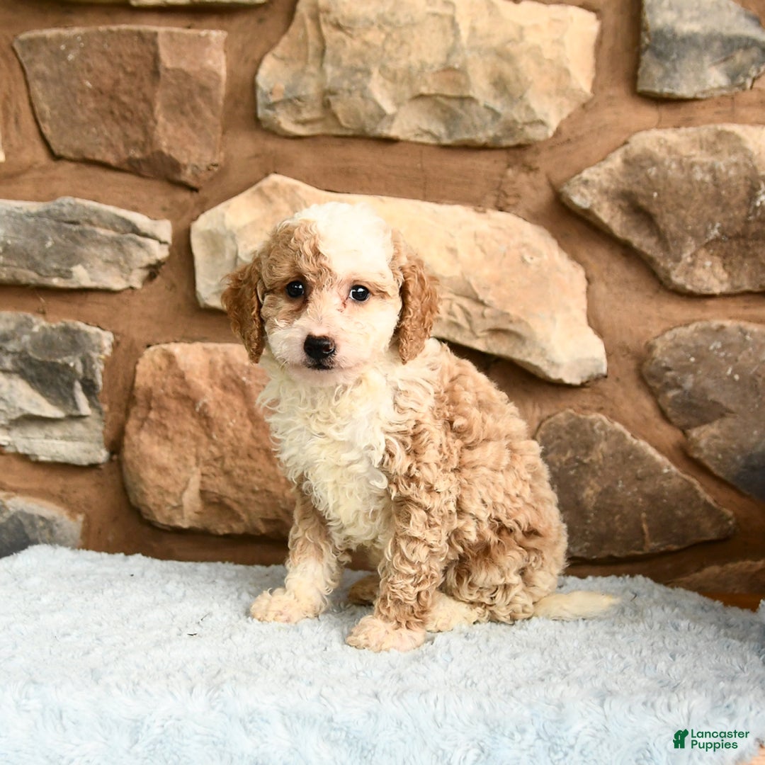 Miniature Poodle dogs for sale: Belle - Image 2