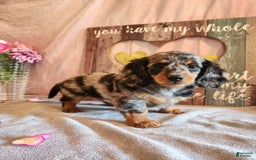 Miniature Dachshund dogs for sale: Delilah - Image 6