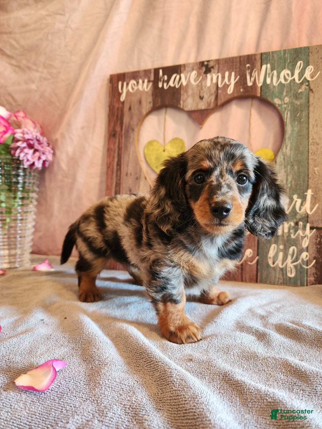 Miniature Dachshund dogs for sale: Delilah - Image 6