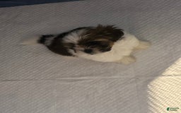 Shih Tzu dogs for sale: Shih Tzu 2 puppies - Image 4