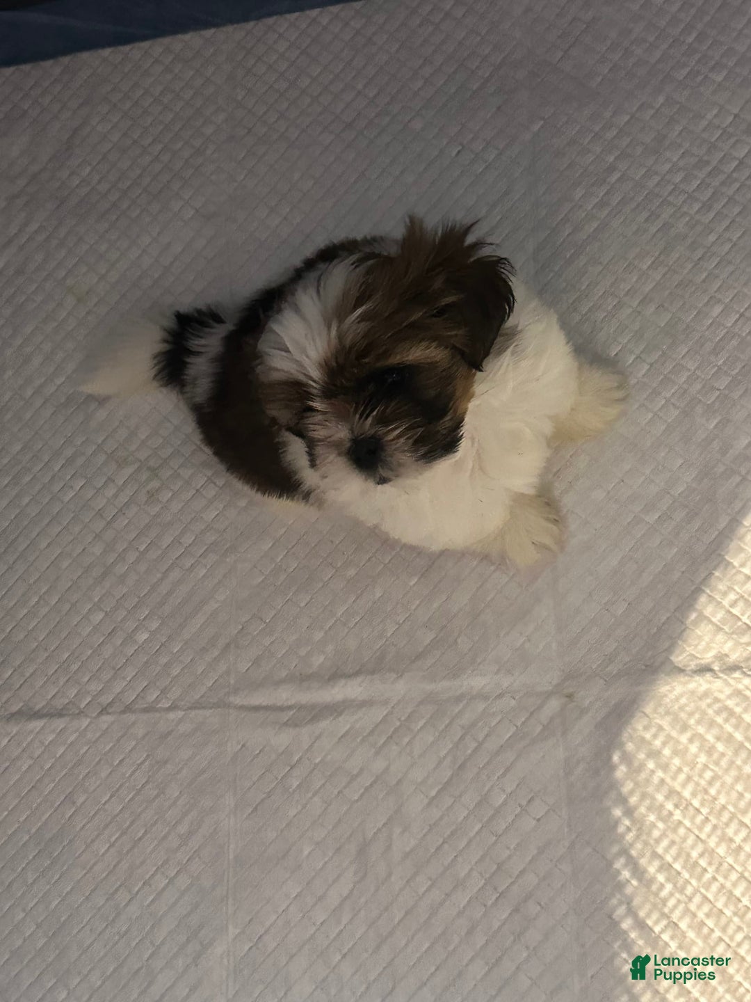 Shih Tzu dogs for sale: Shih Tzu 2 puppies - Image 4