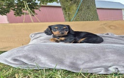 Dachshund dogs for sale: Bella - Image 1