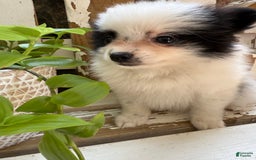 Pomeranian dogs for sale: Bear - Image 13