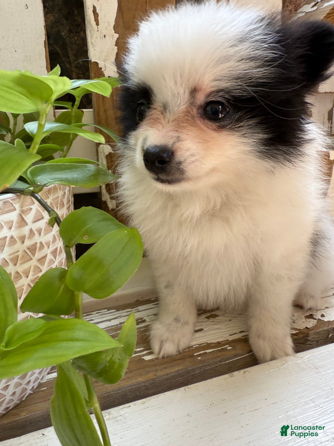 Pomeranian dogs for sale: Bear - Image 13