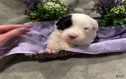 Old English Sheepdog dogs for sale: Violet - Image 4