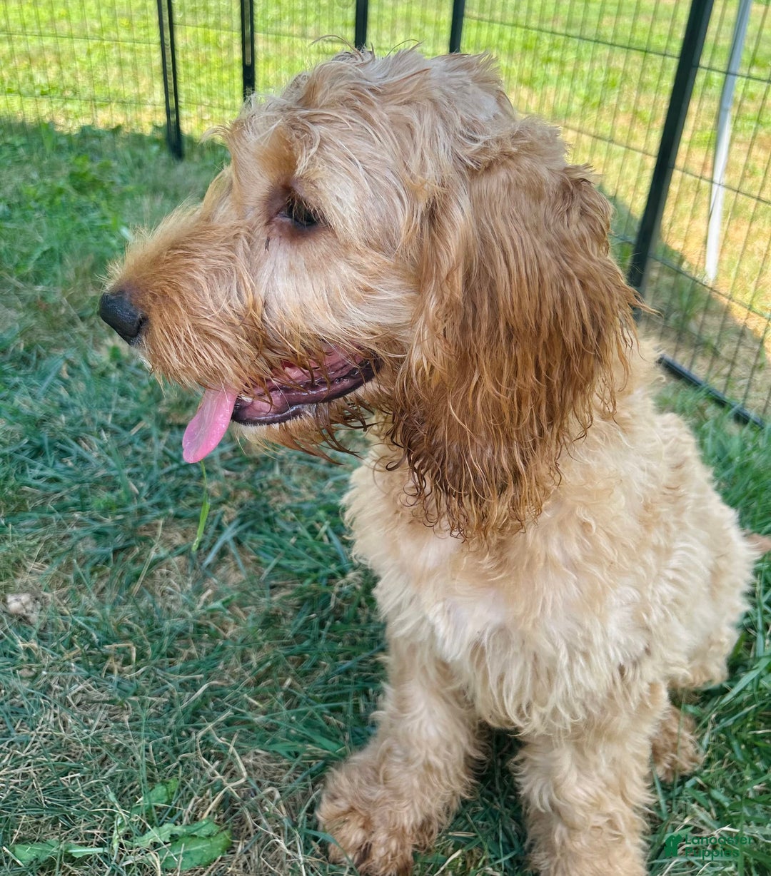 Goldendoodle dogs for sale: Victor - Image 2