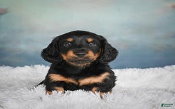Miniature Dachshund dogs for sale: Miles - Image 2