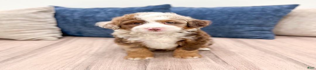 Benji