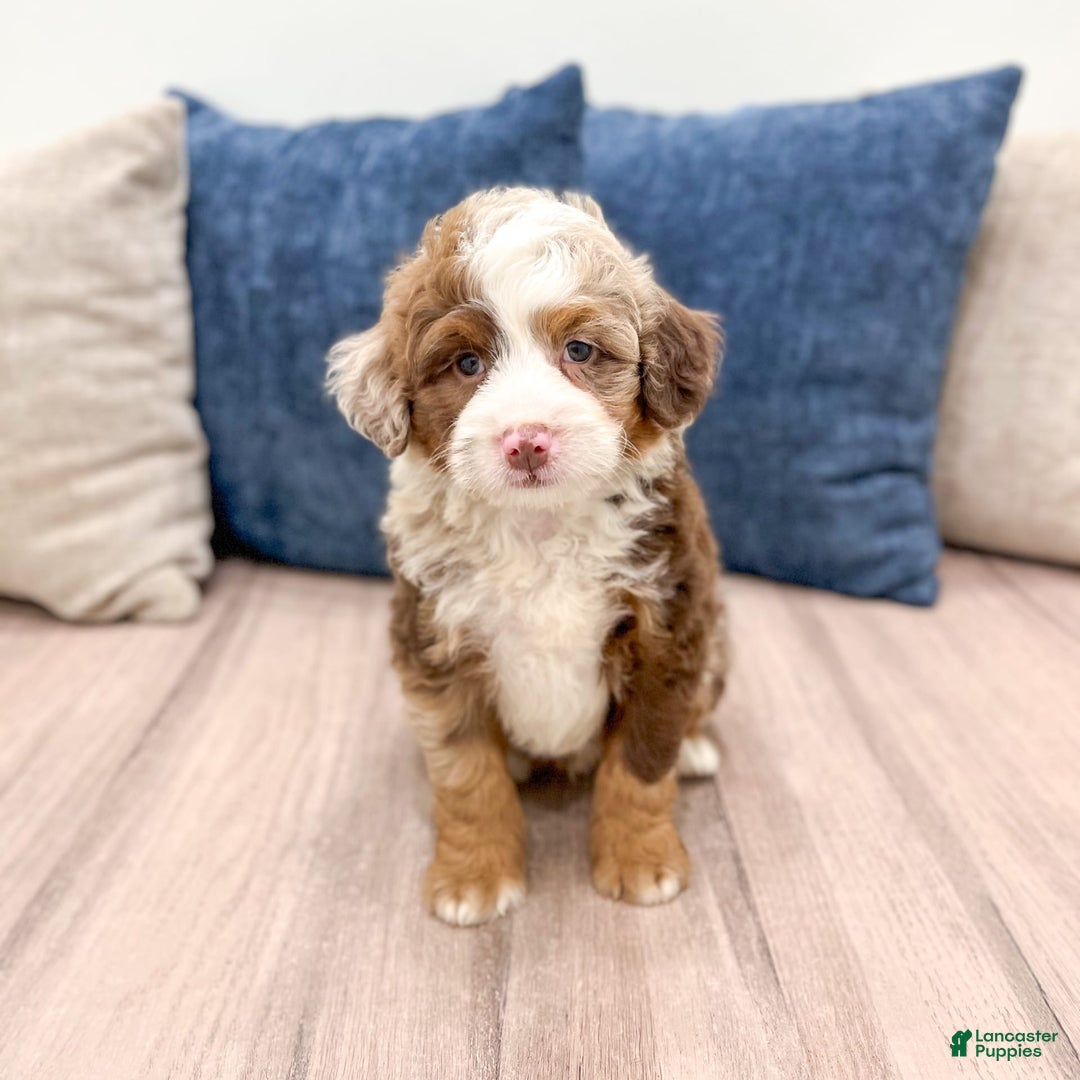 Mini Bernedoodle dogs for sale: Benji - Image 1