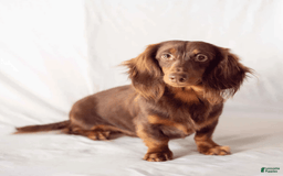Dachshund dogs for sale: Tiny Girl Cecelia - Image 16