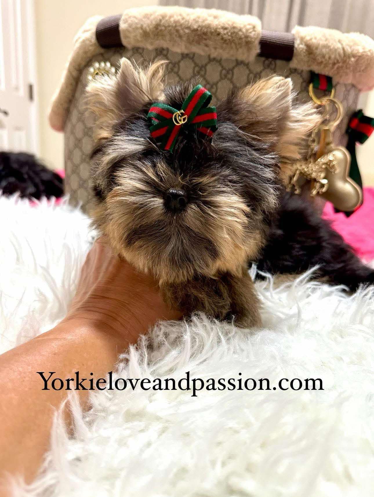 Yorkshire Terrier dogs for sale: Yorkshire Terrier 5 puppies - Image 35