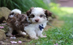 Havanese dogs for sale: Champ - Image 6