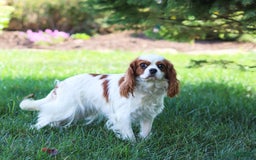 Cavapoo dogs for sale: Lucy - Image 13