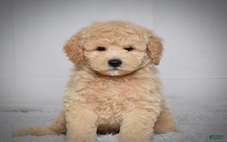 Mini Goldendoodle dogs for sale: Winston - Image 1