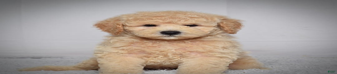 Winston