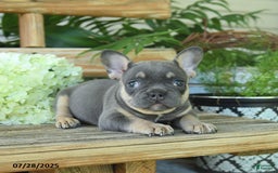 French Bulldog dogs for sale: Tootsie - Image 3